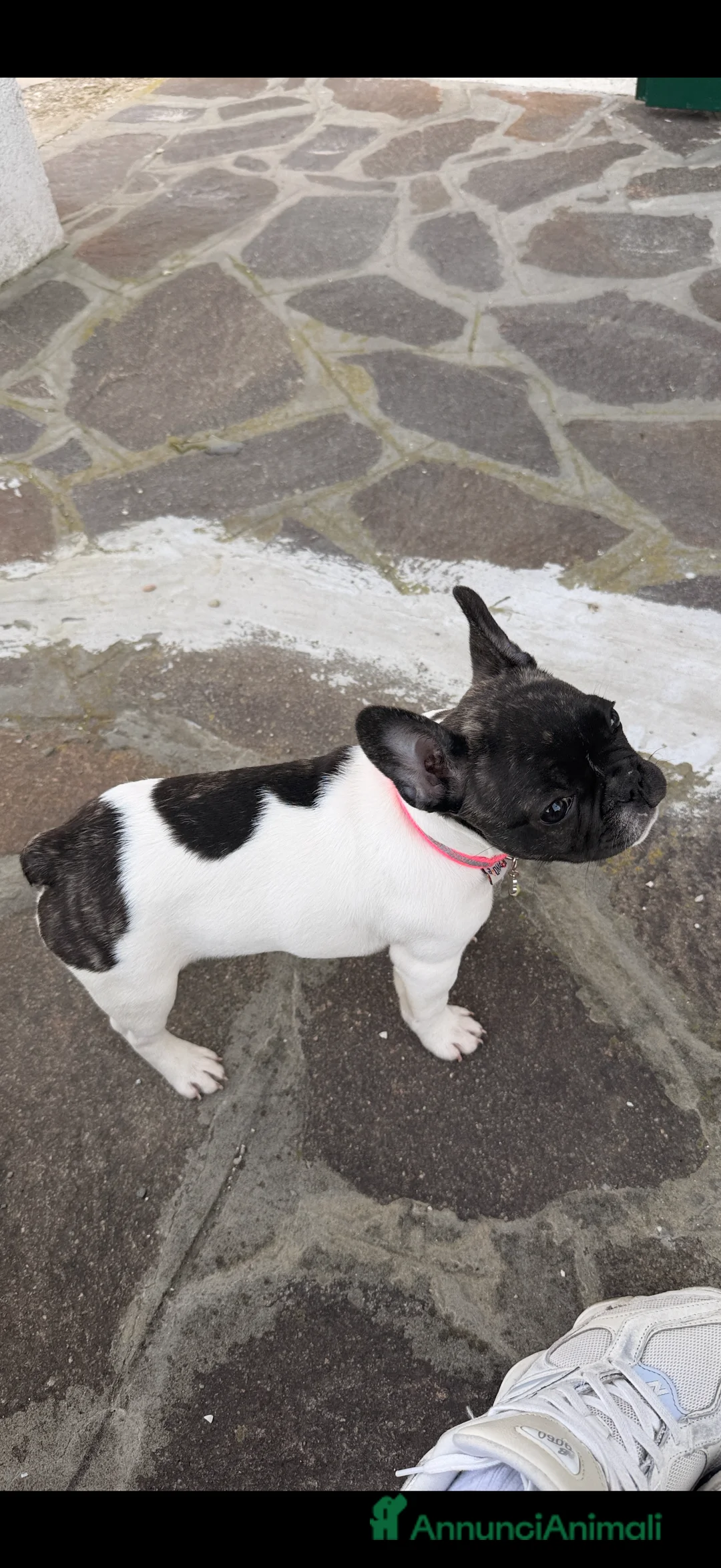 Bulldog Francese cani in vendita: Cucciola  - Annuncio 2