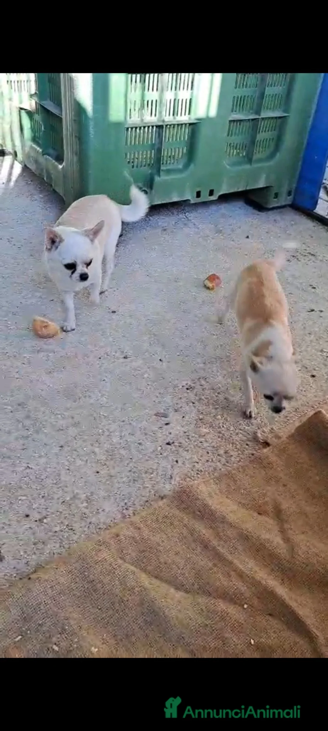 Meticcio cani in regalo: Ciro e Nina  - Annuncio 2