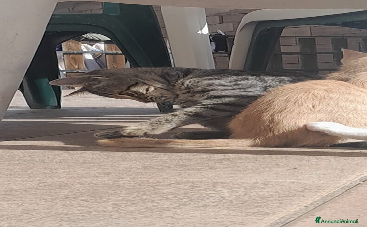 Meticcio gatti - Annuncio 10