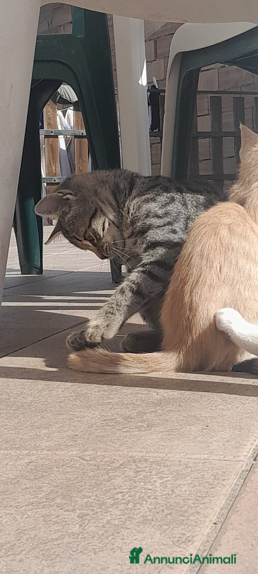 Meticcio gatti in regalo: BENEVENTO GATTINE CERCANO CASA - Annuncio 1
