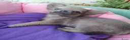 Chihuahua cani in vendita: Chihuahua cucciolo maschietto pelo lungo  - Annuncio 2