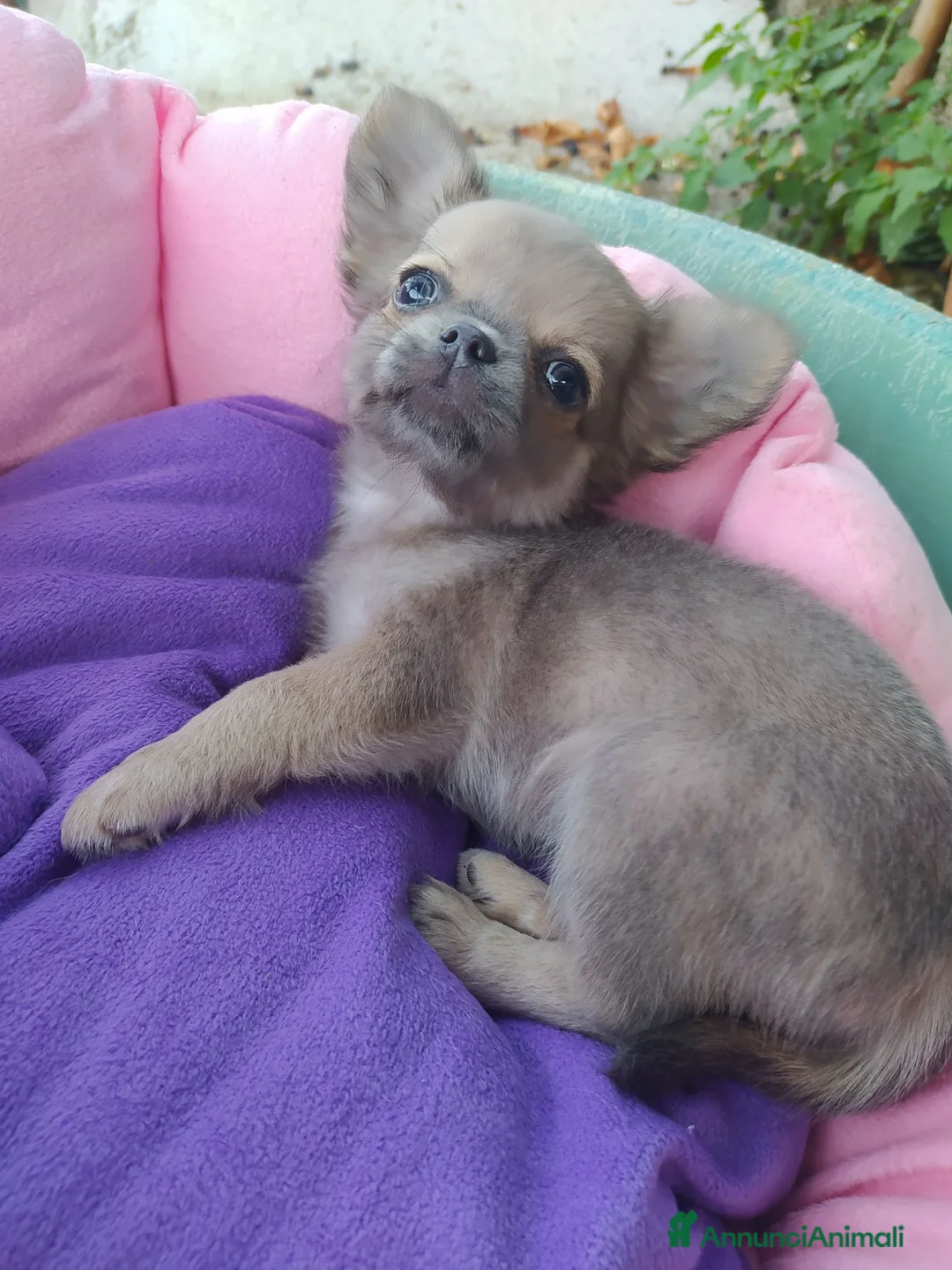 Chihuahua cani in vendita: Chihuahua cucciolo maschietto pelo lungo  - Annuncio 2