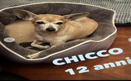 Pinscher Miniatura cani in regalo: Pinscher 12anni kg3 ASPETTA NUOVA CASA.MILANO a Città metropolitana di Milano - Immagine 1