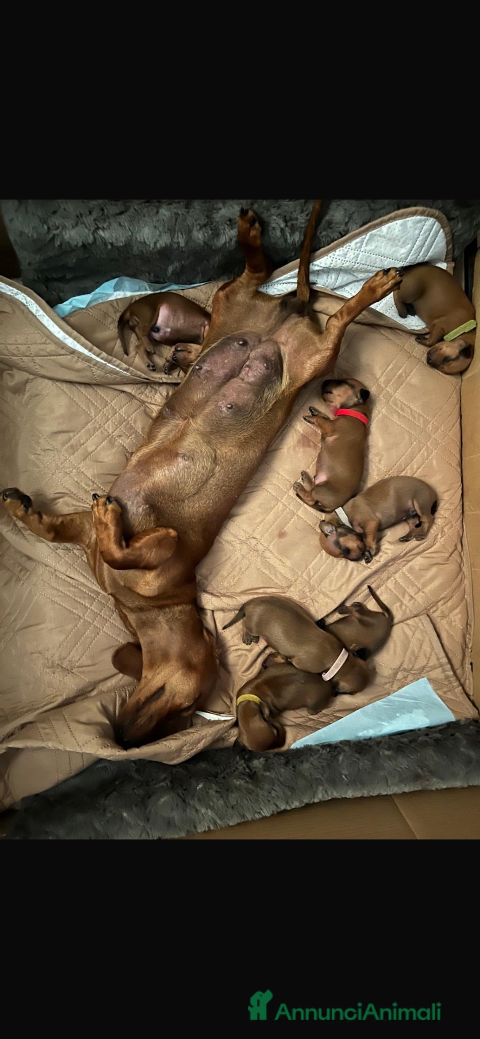 Bassotto cani Cuccioli Bassotto standard pelo corto morbido  - Annuncio 4