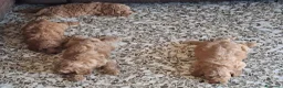 Barboncino Toy cani in vendita: Barboncini Toy disponibili  - Annuncio 4