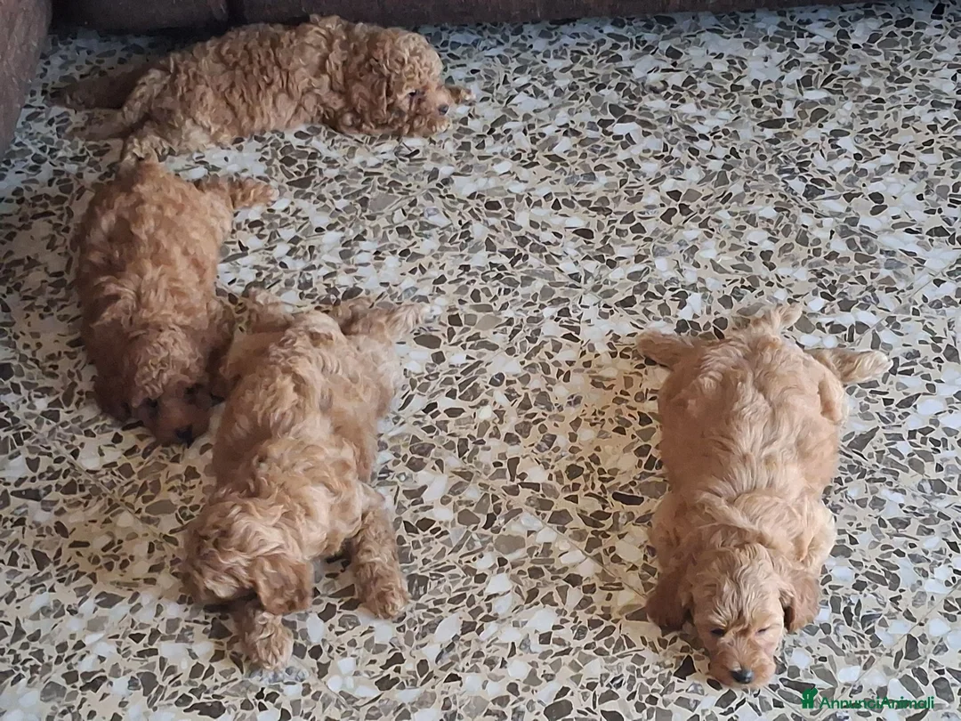 Barboncino Toy cani in vendita: Barboncini Toy disponibili  - Annuncio 2