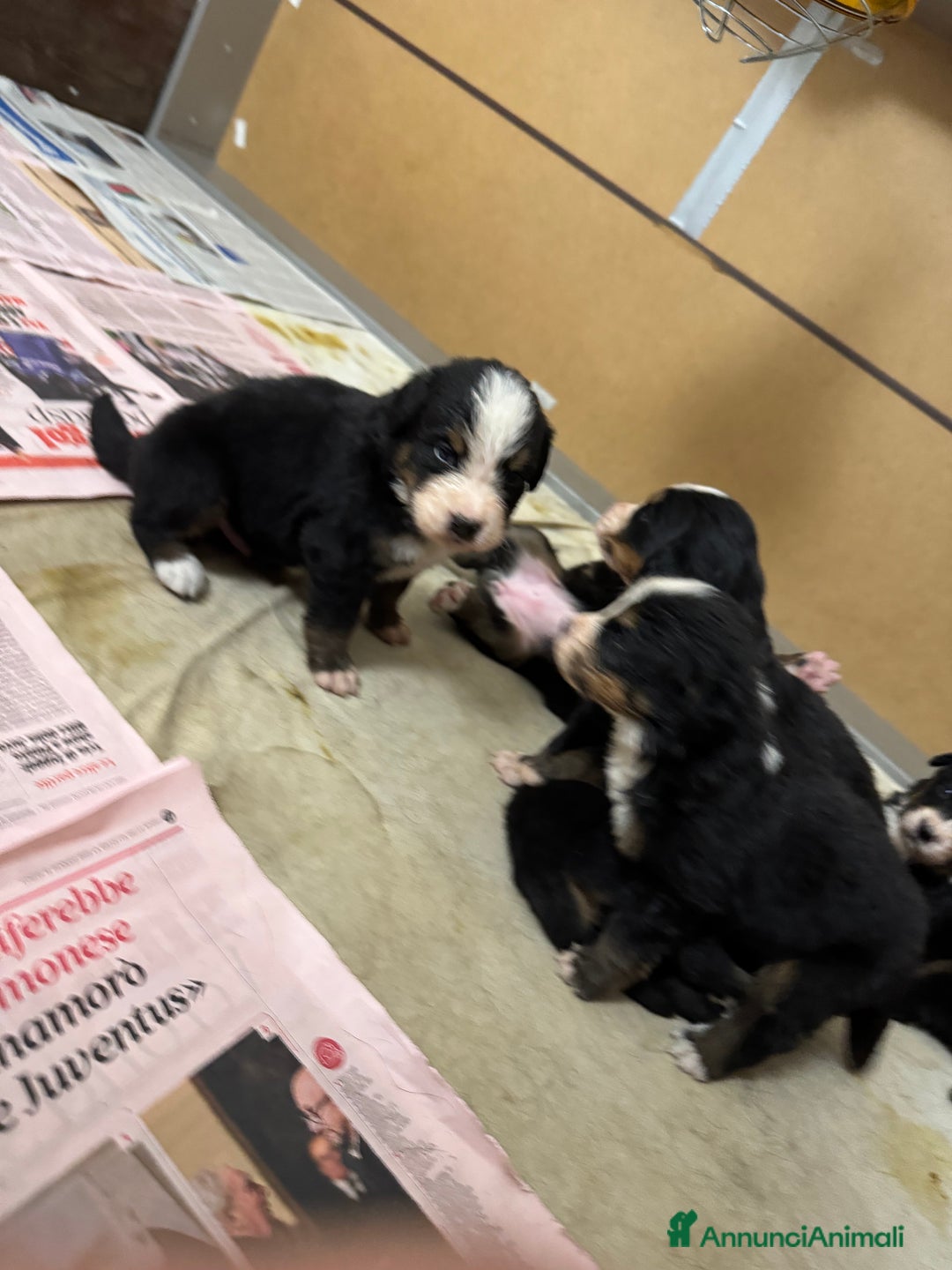 Bovaro del Bernese cani in vendita: Cuccioli Bernese da famiglia (privati) - Annuncio 13