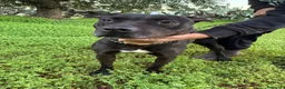 Pitbull cani in regalo: Yuma Pitbull buona,salvata 1anno fa,in canile SUD  - Annuncio 3
