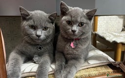 British gatti in vendita: British Shorthair  - Immagine 9