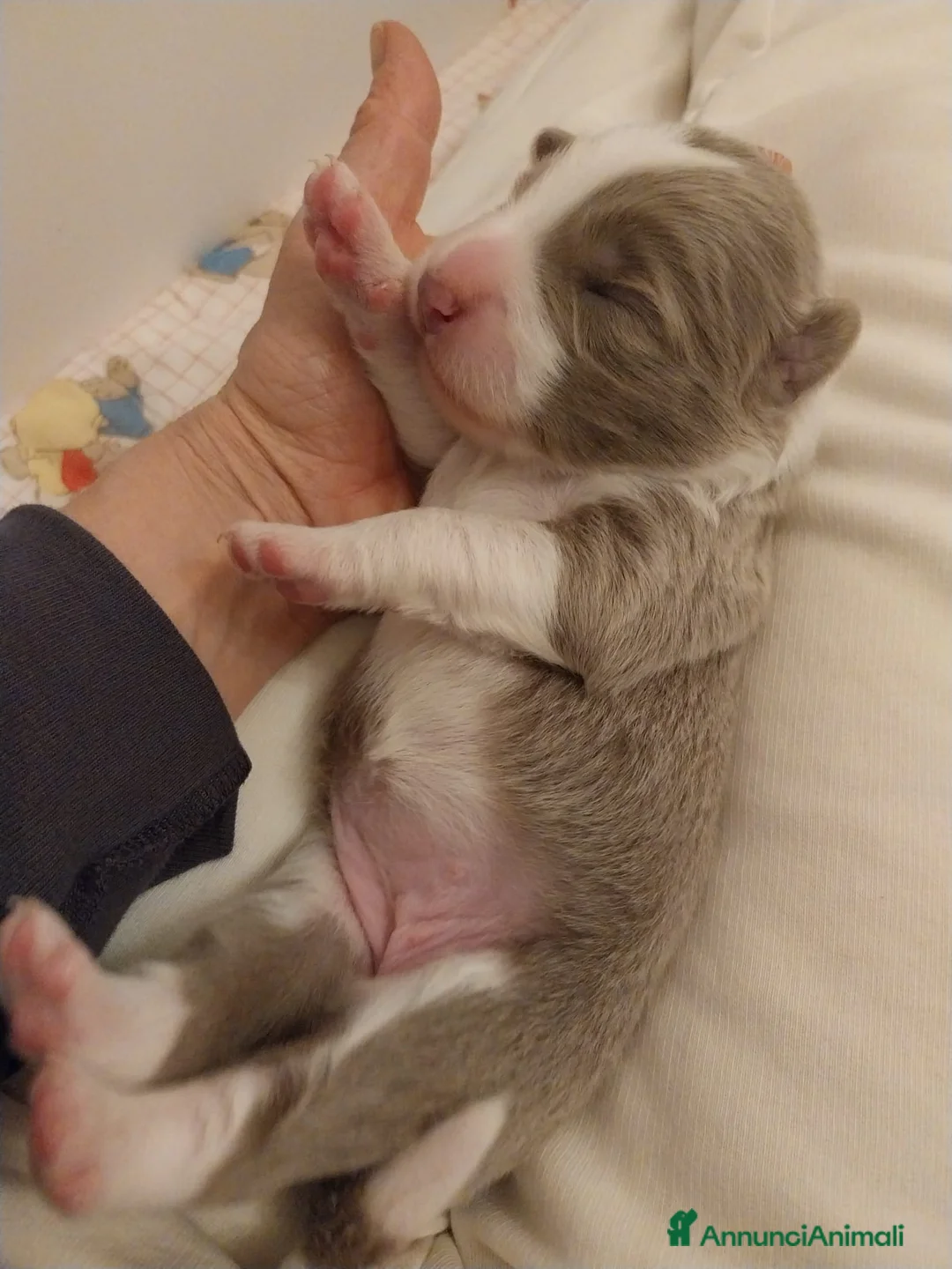 Border Collie cani in vendita: cuccioli border collie con pedigree - Annuncio 8