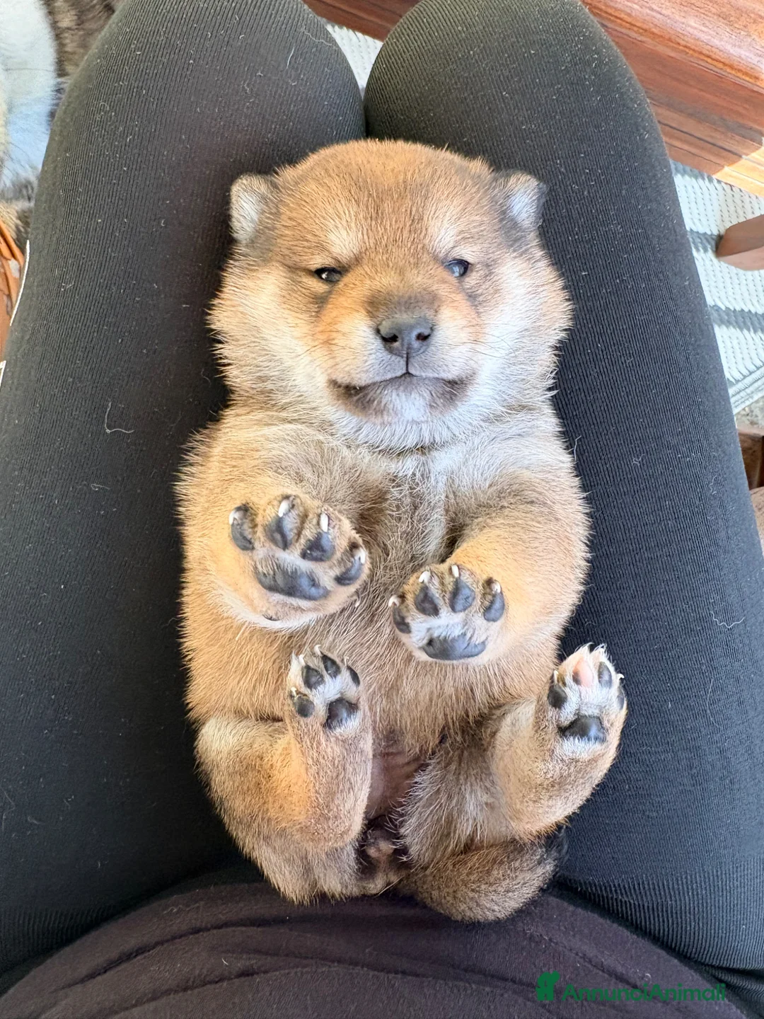 Shiba Inu cani in vendita: Shiba inu sesamo - Annuncio 2