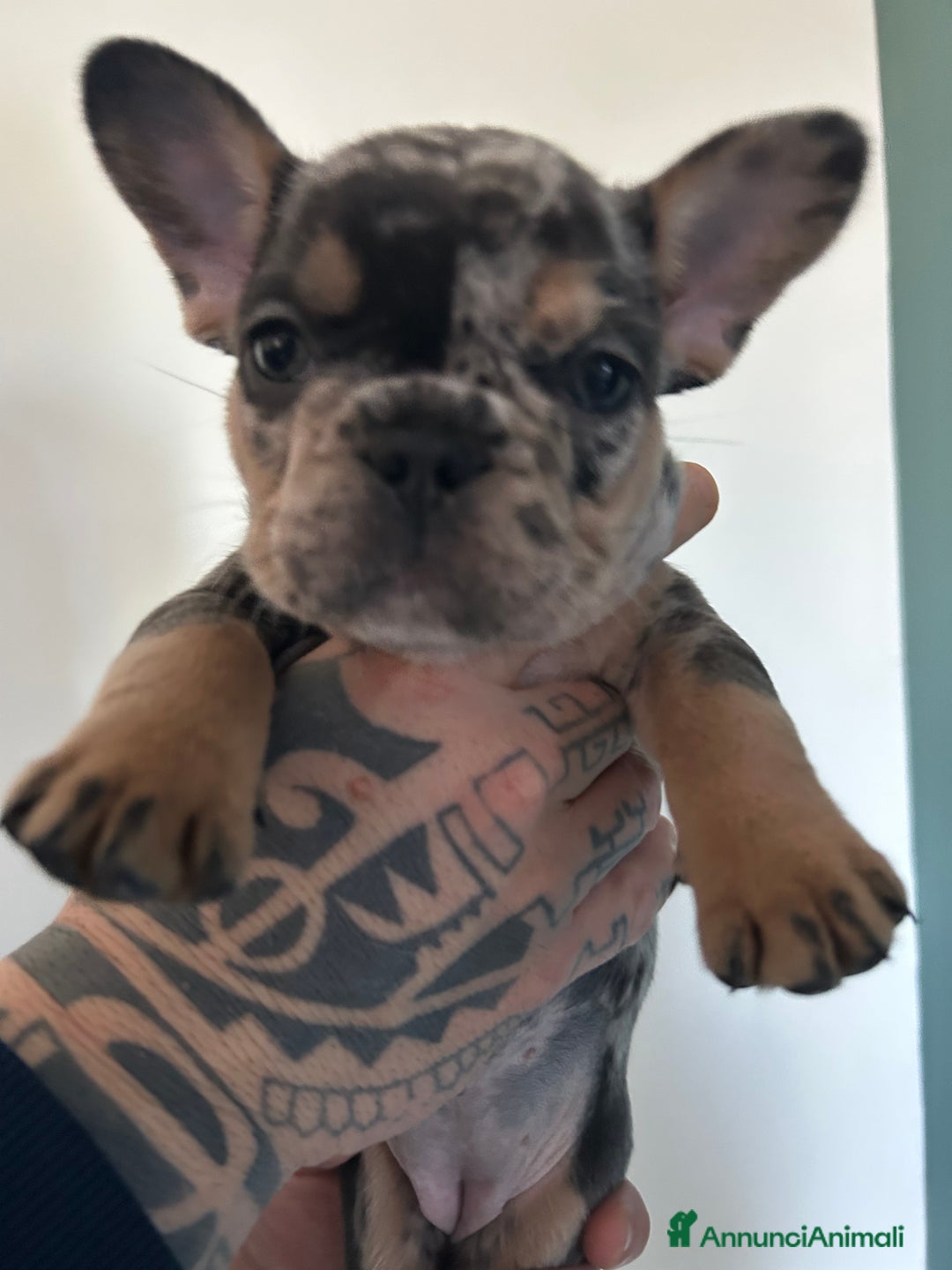 Bulldog Francese cani in vendita: Cuccioli di bulldog  - Annuncio 22