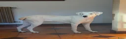 Meticcio cani in regalo: Ellen a Provincia di Reggio Emilia - Annuncio 1