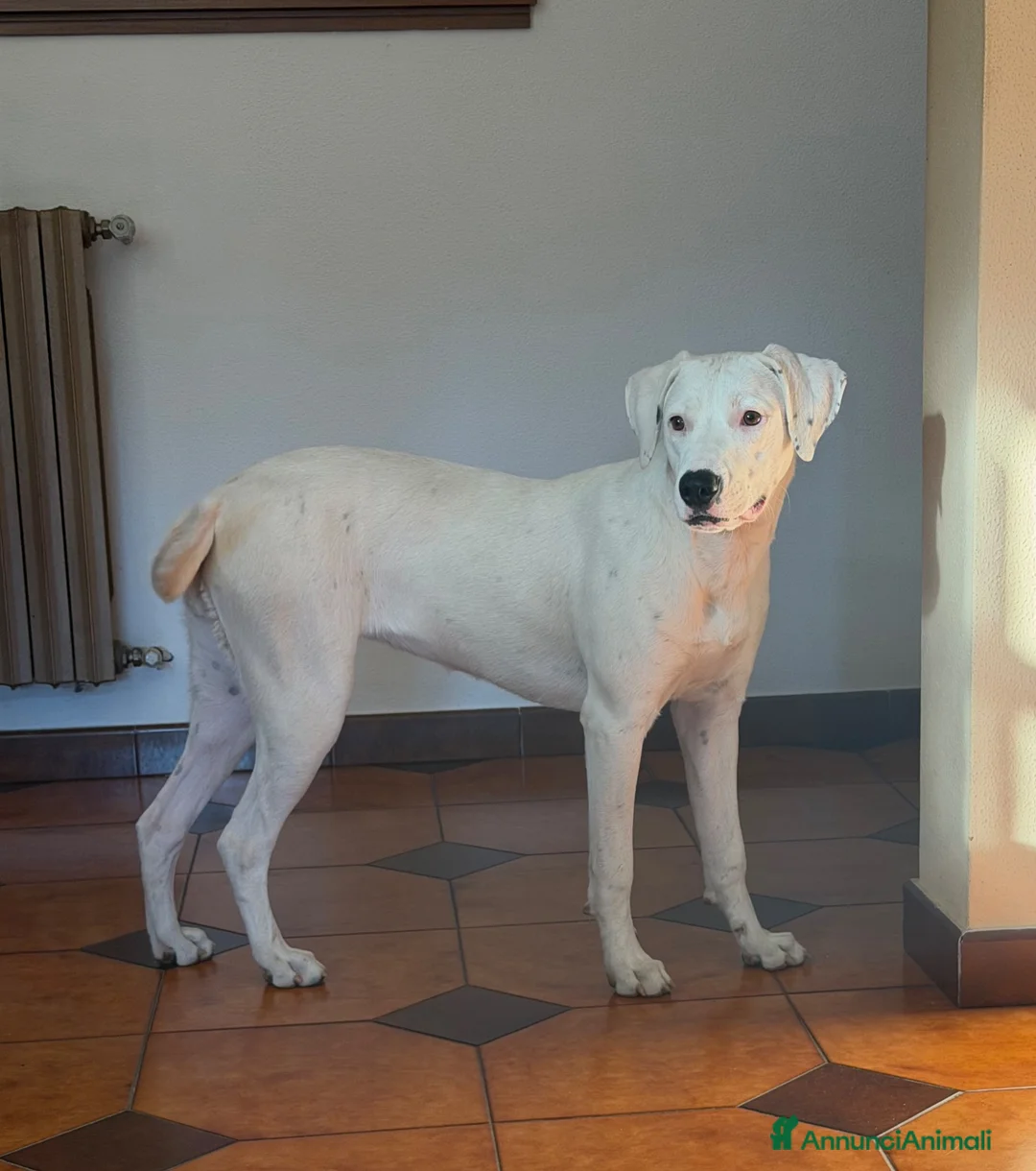 Meticcio cani in regalo: Ellen a Provincia di Reggio Emilia - Annuncio 1