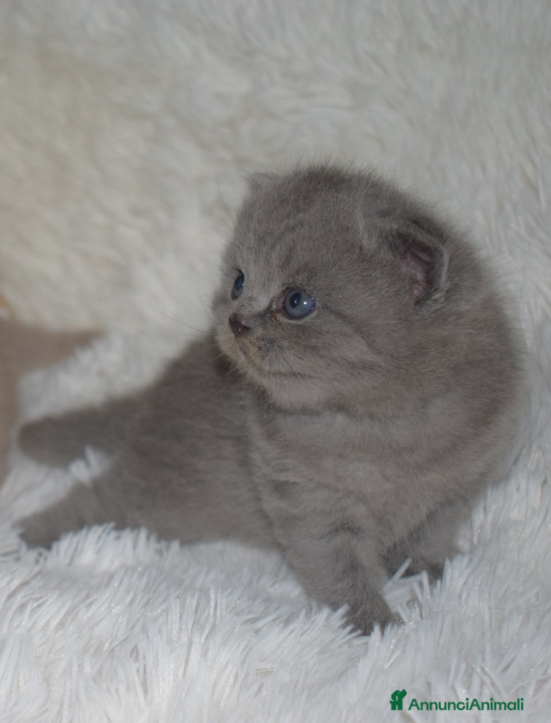 Scottish gatti in vendita: Scottish fold e straight - Annuncio 8