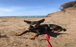 Pinscher Miniatura cani in regalo: STARLET, MINI PINSCHER dolcissima a Città Metropolitana di Firenze - Immagine 1