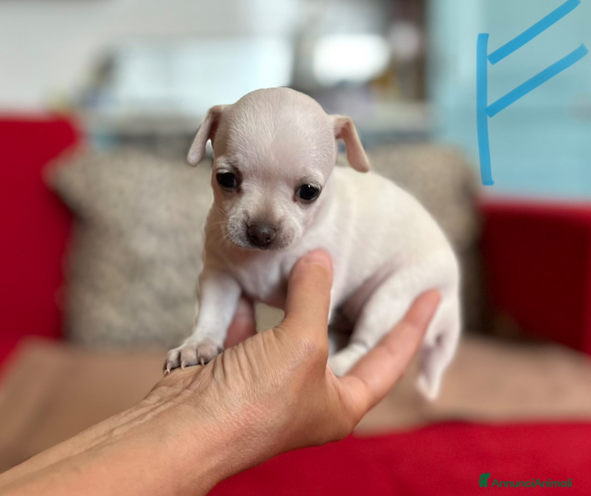 Chihuahua cani chihuahua  - Annuncio 8
