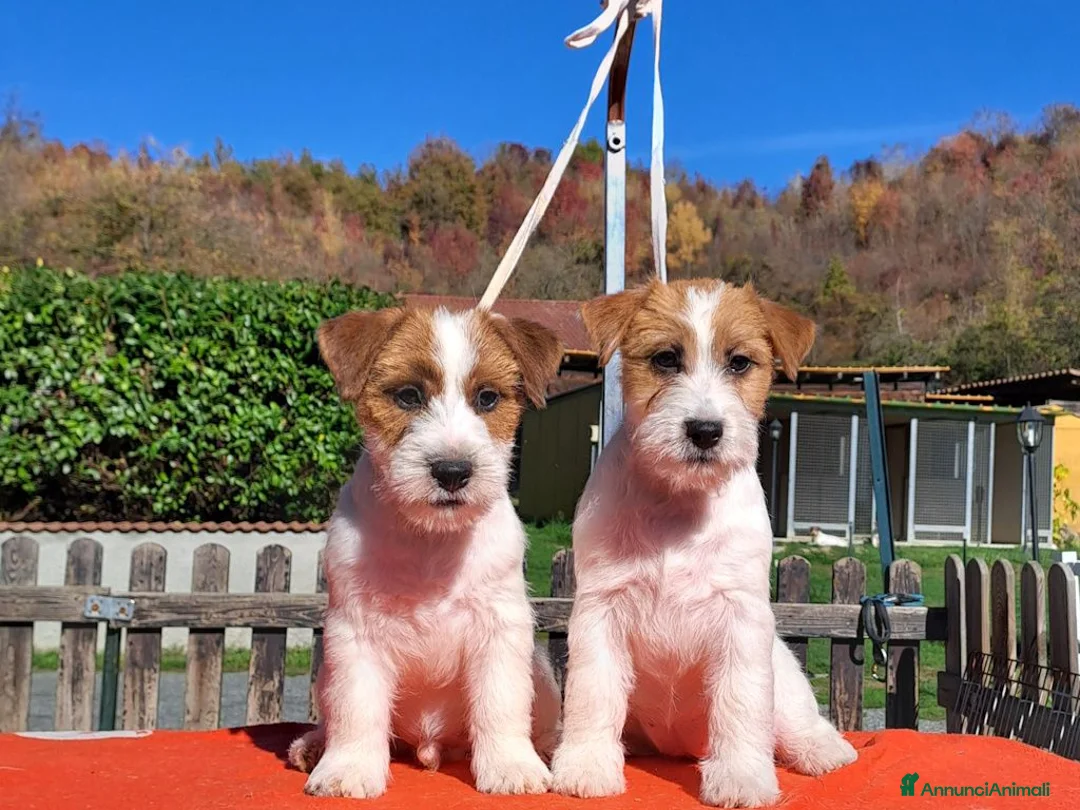 Jack Russell cani in vendita: Cucciol0 Jack ruvid0 - Annuncio 32