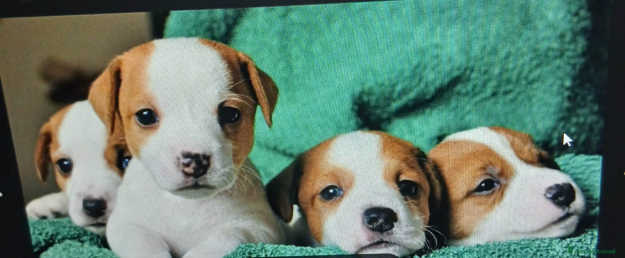 Jack Russell cani jack russell terrier - Annuncio 1