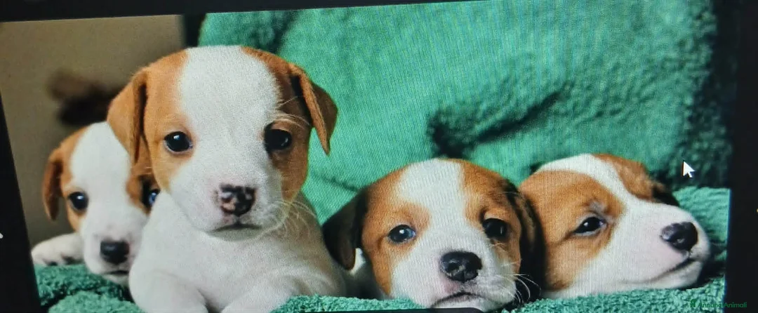 Jack Russell cani in vendita: jack russell terrier - Annuncio 1