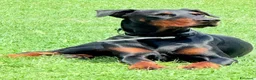 Dobermann cani per accoppiamento: Cane adulto taglia grande maschio  a Provincia di Pavia - Annuncio 1