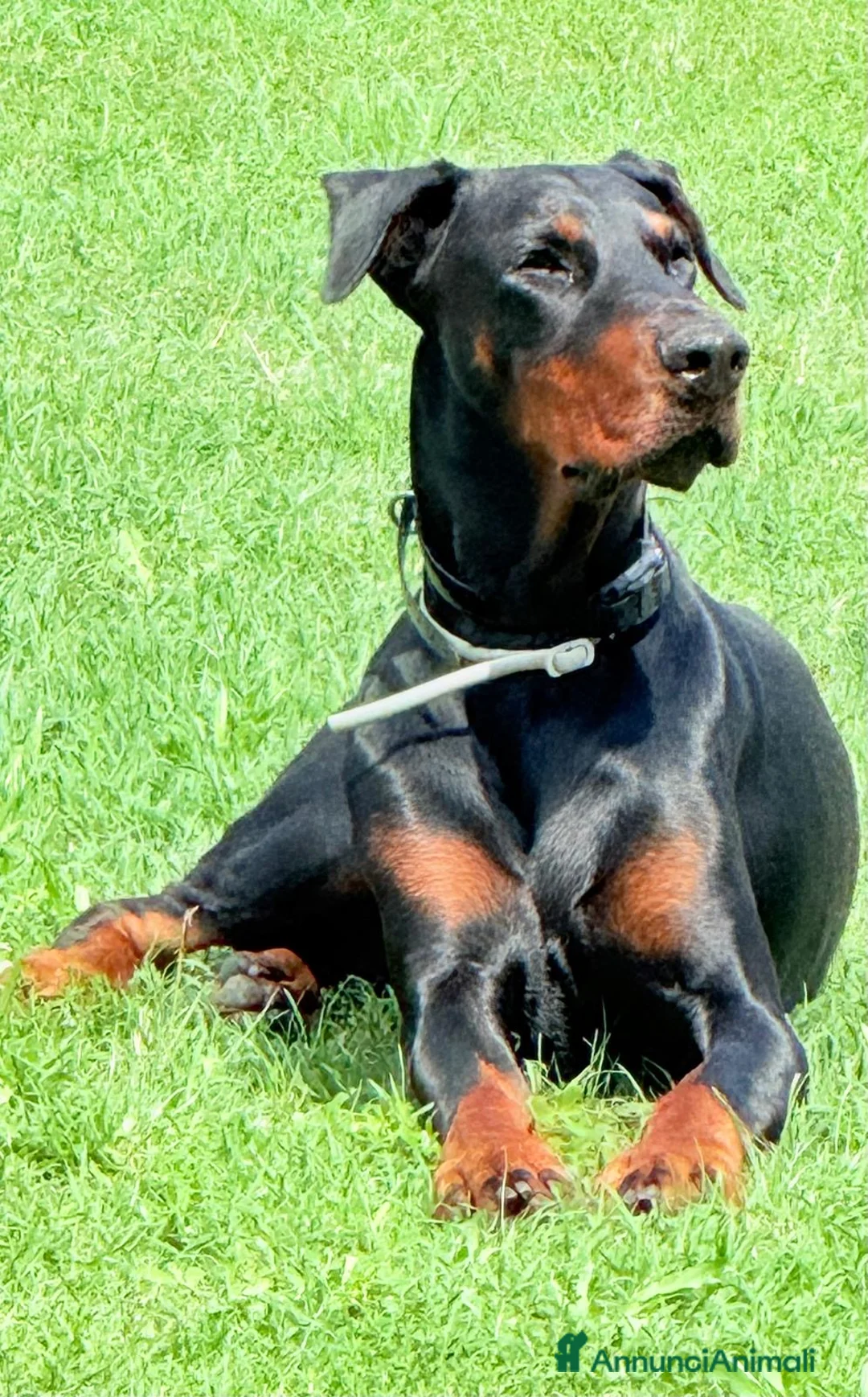 Dobermann cani per accoppiamento: Cane adulto taglia grande maschio  a Provincia di Pavia - Annuncio 1