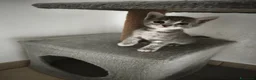 Meticcio gatti in regalo: Regalo ultime due gattine a Provincia di Bergamo - Annuncio 2