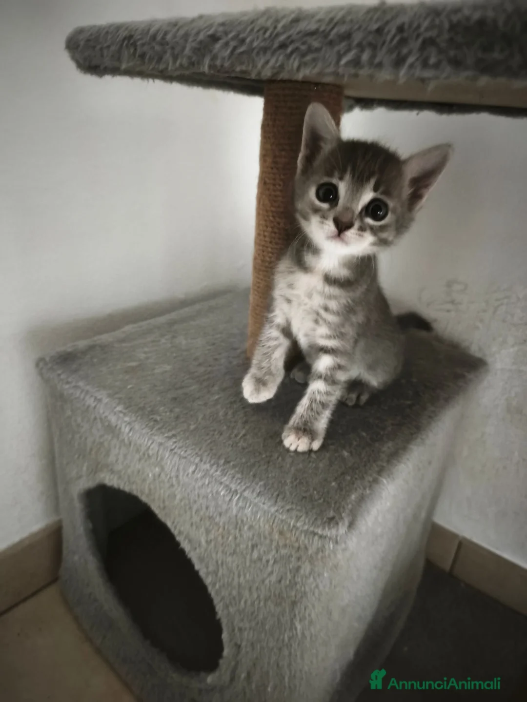Meticcio gatti in regalo: Regalo ultime due gattine a Provincia di Bergamo - Annuncio 2
