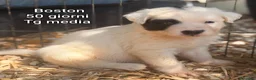 Meticcio cani in regalo: ADOTTA UN CUCCIOLO  - Annuncio 6