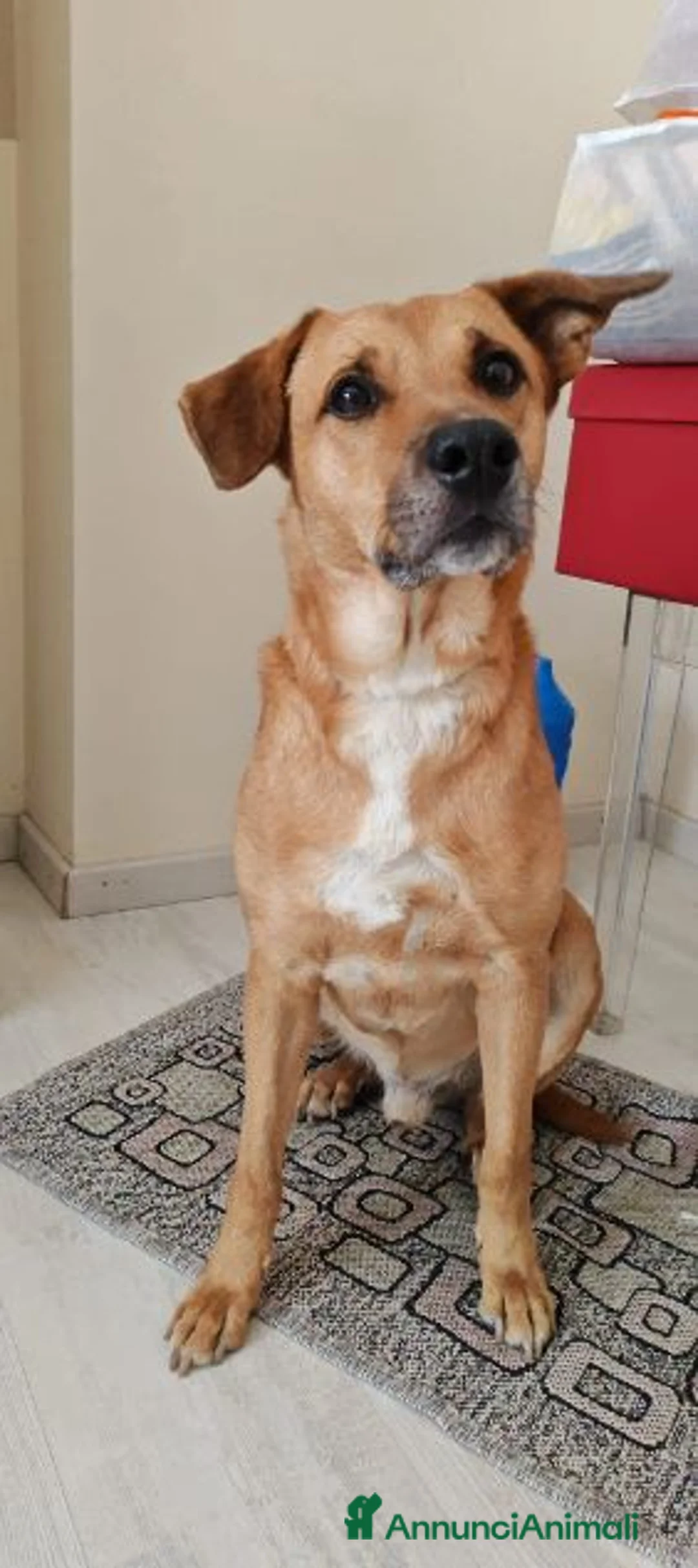 Meticcio cani in regalo: Porthos 5anni eterno cucciolone a Città metropolitana di Milano - Annuncio 6