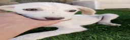 Meticcio cani in regalo: Luchino - Annuncio 2