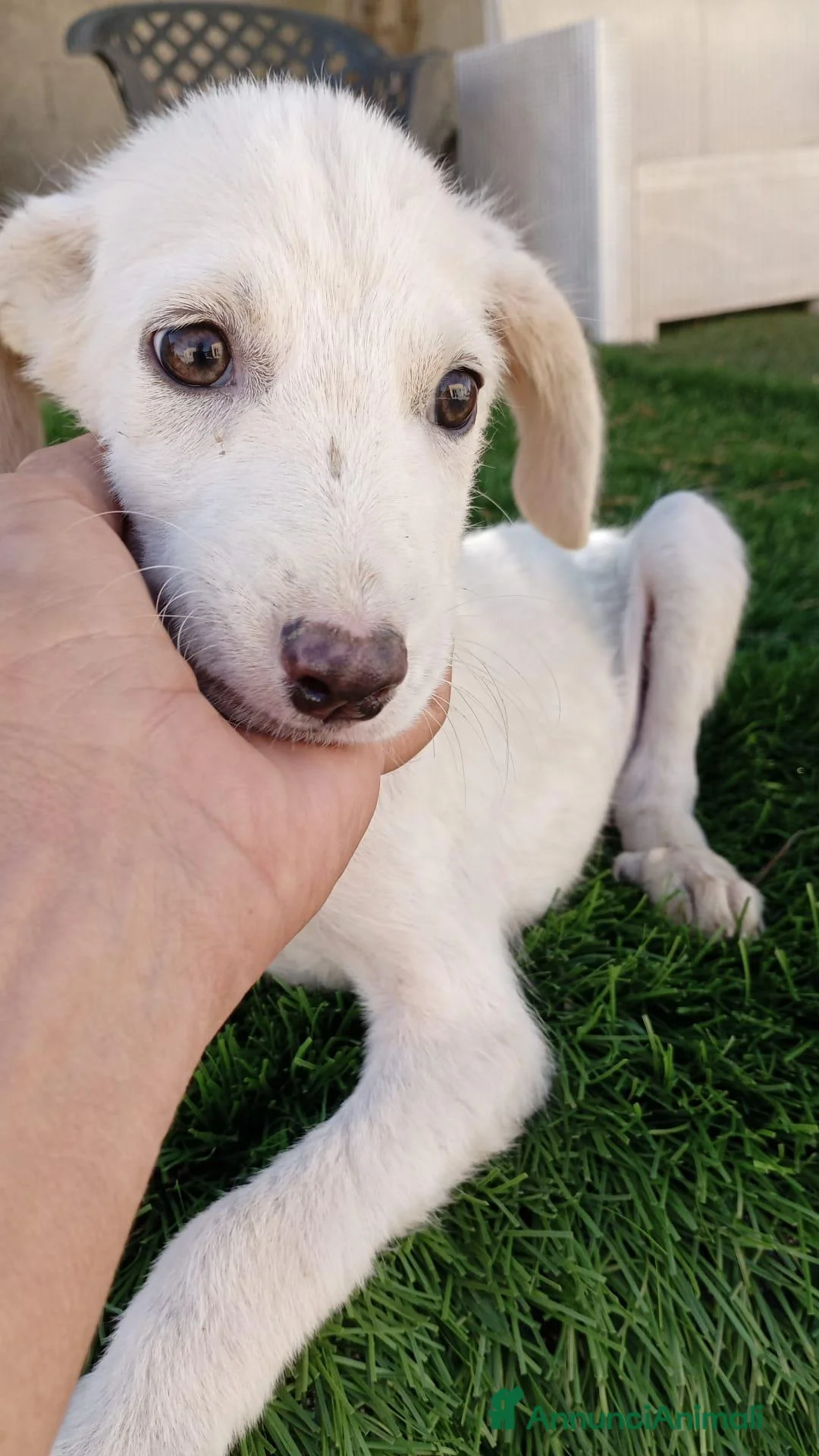 Meticcio cani in regalo: Luchino - Annuncio 2