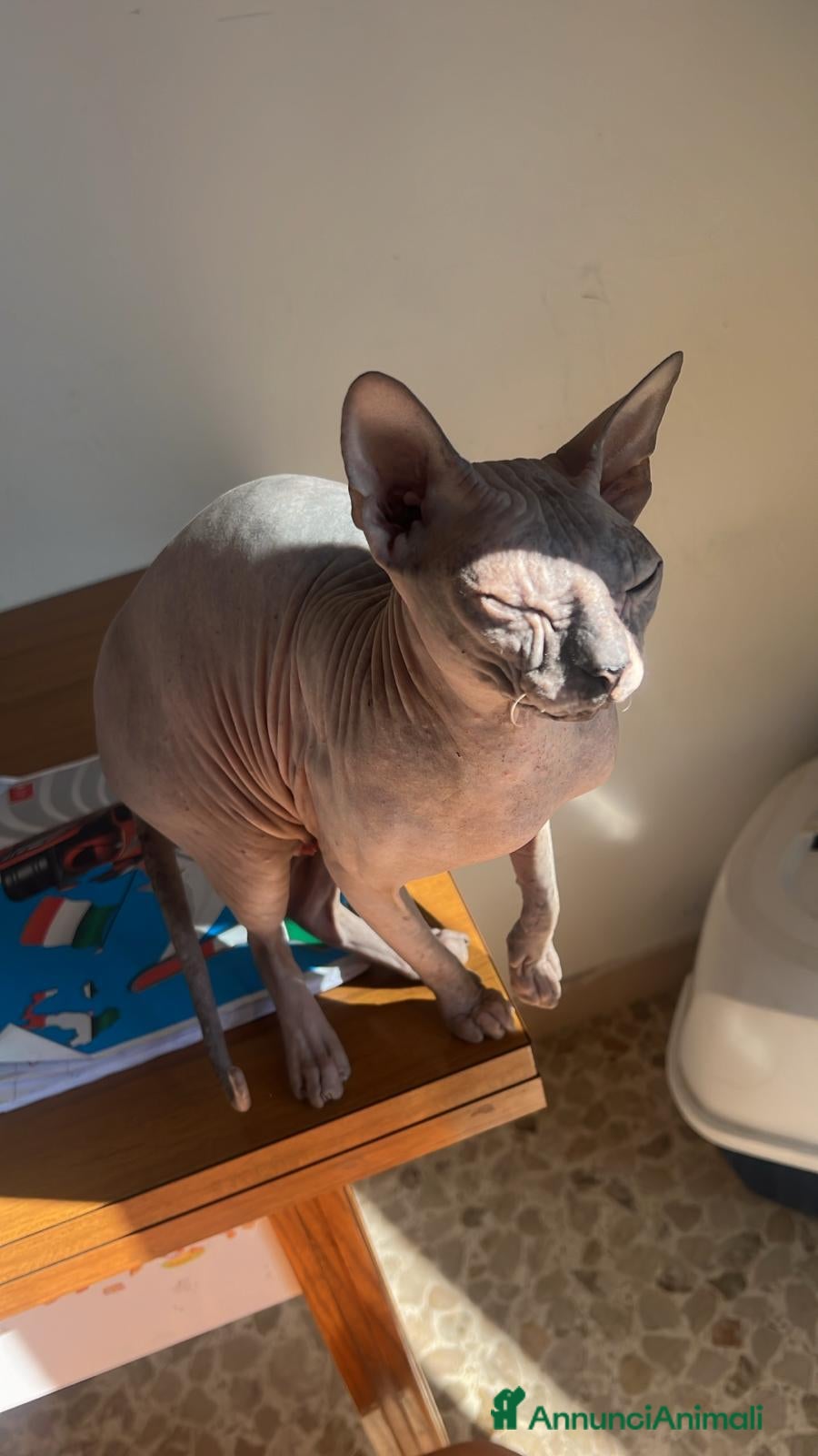 Sphynx gatti Sphynx brush - Annuncio 9