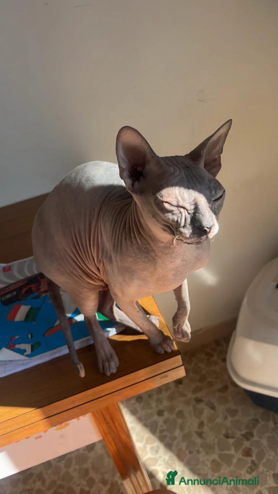 Sphynx gatti in vendita: Sphynx brush a Provincia di Reggio Emilia - Annuncio 1