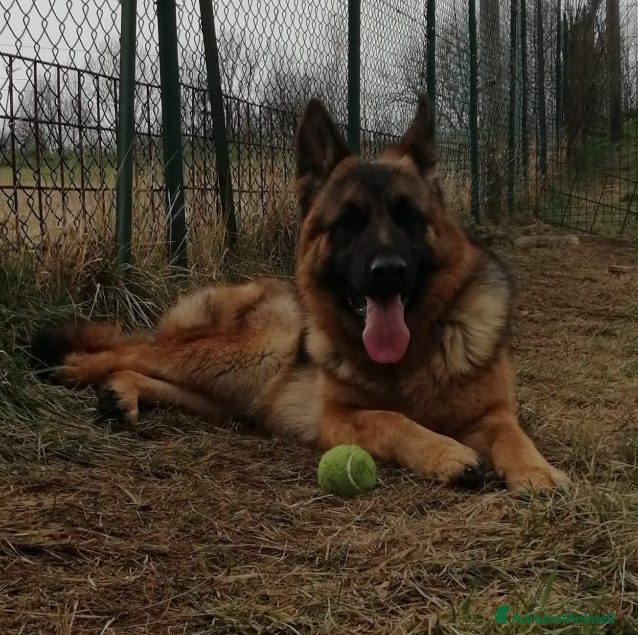 Pastore Tedesco cani Pastore tedesco a pelo corto  - Annuncio 2