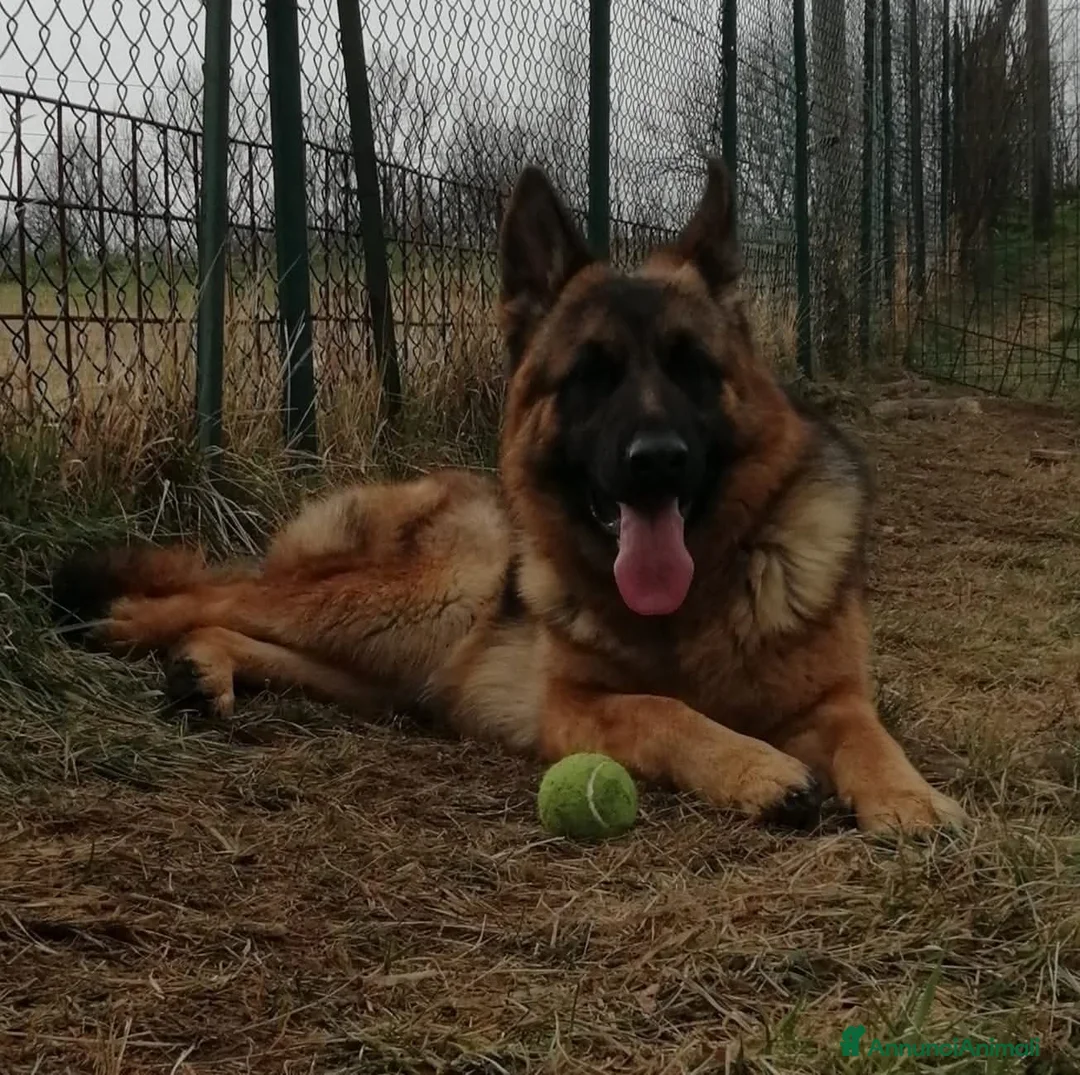 Pastore Tedesco cani in vendita: Pastore tedesco a pelo corto  - Annuncio 2