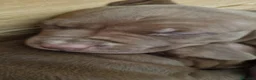 Pitbull cani in vendita: American pitbull terrier ukc - Annuncio 9