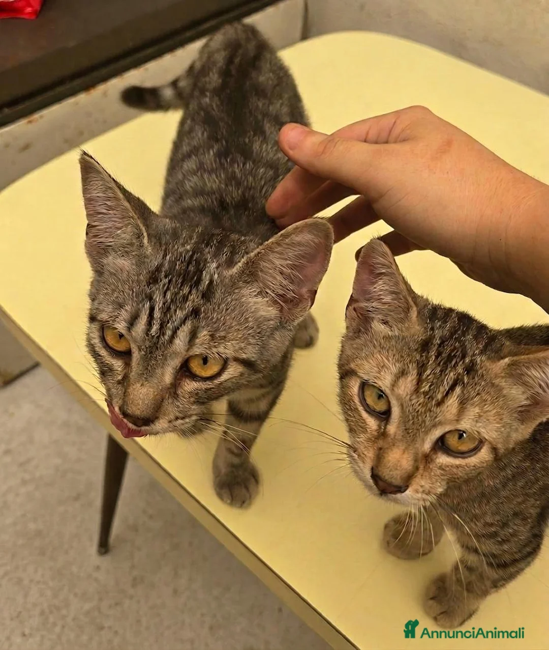 Europeo gatti in regalo: 2 gattini cercano casa - Annuncio 8