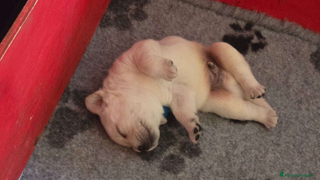 Labrador cani in vendita: Cuccioli Labrador  a Provincia di Perugia - Immagine 18