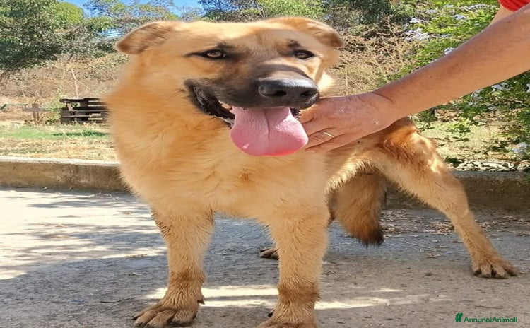 Meticcio cani a Provincia di Crotone - Annuncio 15