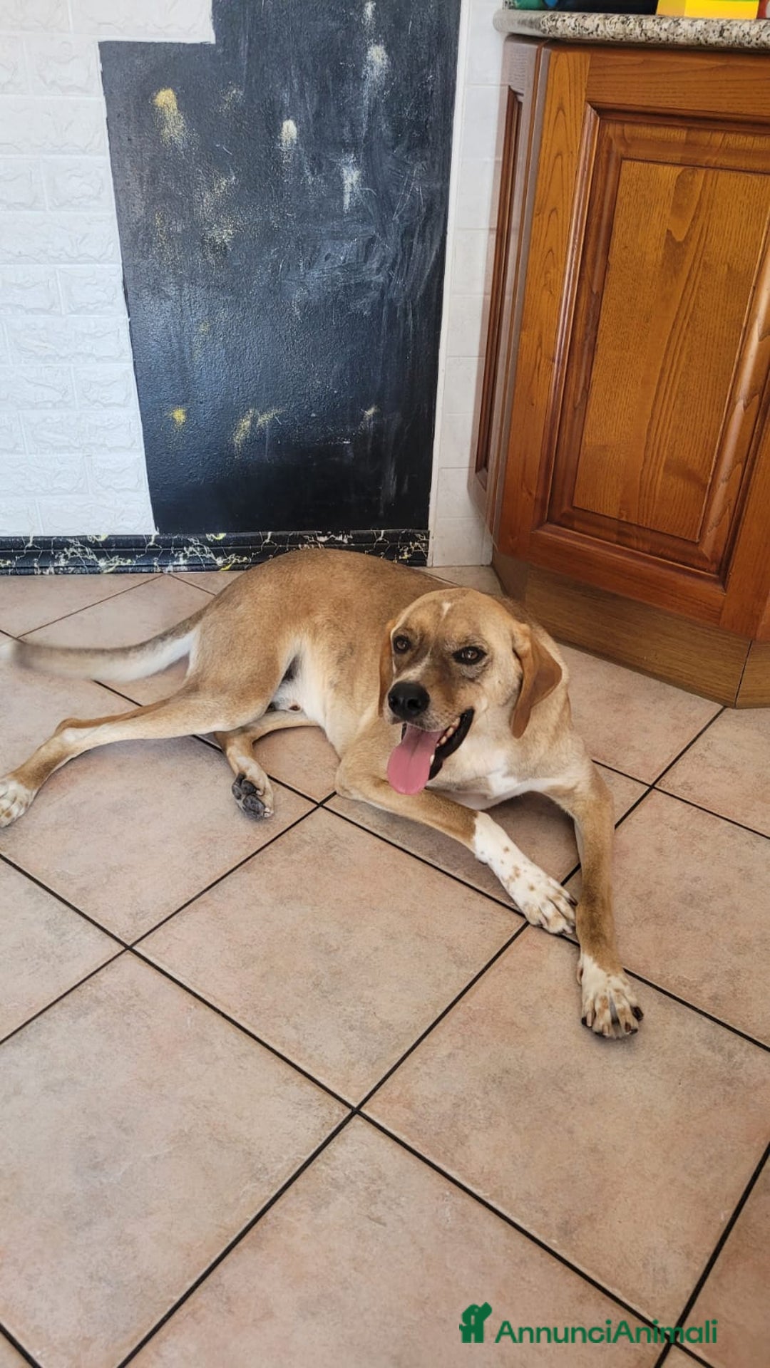 Meticcio cani in regalo: Splendido meticcio DYLAN a Città metropolitana di Milano - Annuncio 2