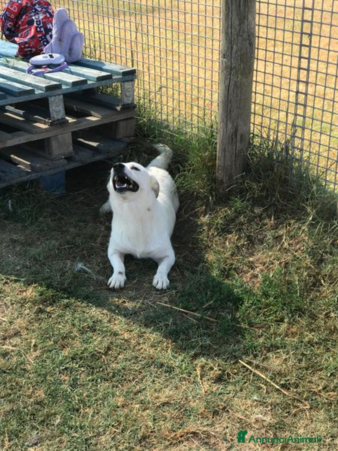 Bassotto cani in regalo: Lisa, piccola e dolce simil bassotta a Provincia di Latina - Annuncio 6