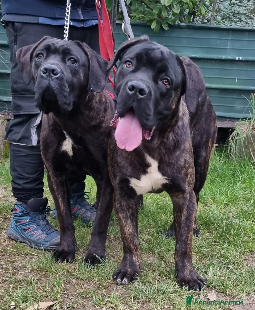 Immagine della galleria {{count}}