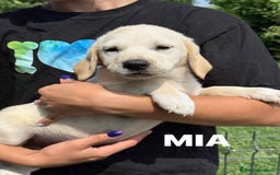 Labrador cani in regalo: Mamma LABRADOR e cuccioli di 3 MESI! - Immagine 7