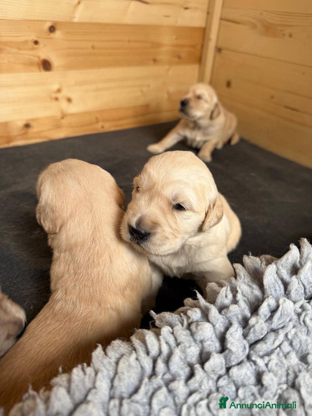 Golden Retriever cani in vendita: Ultimo maschietto di golden retriver disponibile - Annuncio 5