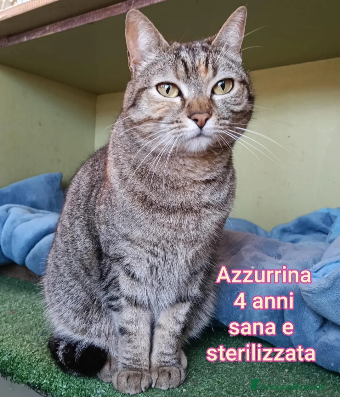 Altre razze gatti in regalo: SERVONO ADOZIONI X SALVARLI  a Provincia di Modena - Annuncio 9