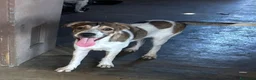 Meticcio cani in regalo: Leon e Byron 4mesi e 1/2 tg media SOS SIRACUSA - Annuncio 4