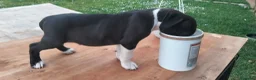 American Staffordshire cani in vendita: Amstaff blu - Annuncio 4