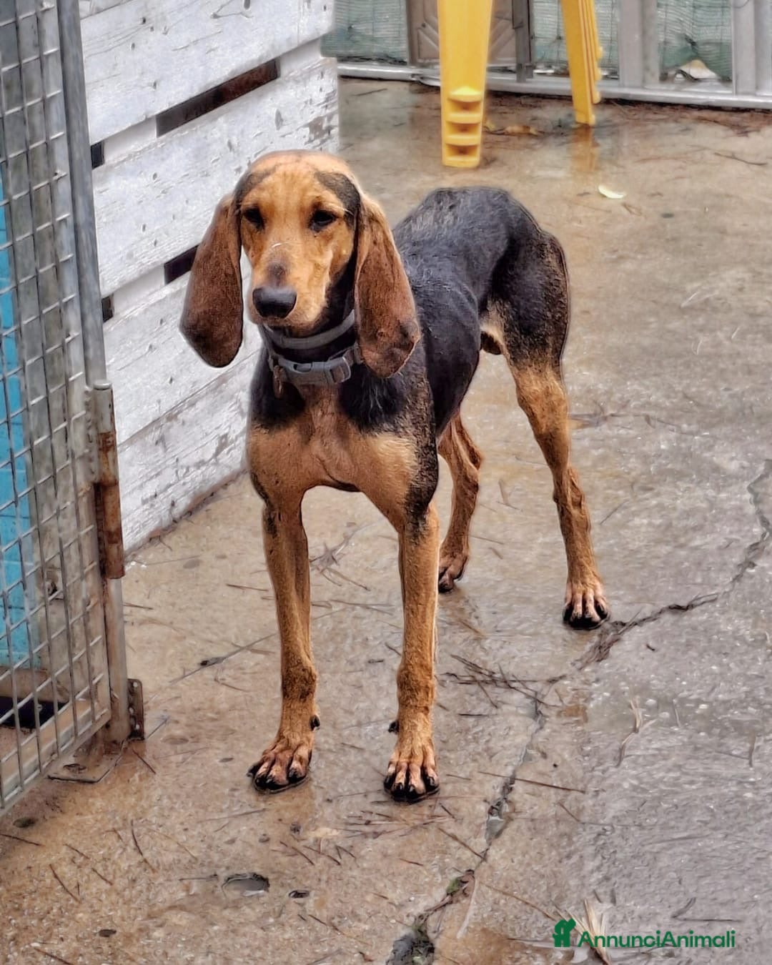 Segugio cani in regalo: BOBO 💙 -segugio mite e delicato, nessuno chiama🥺 - Annuncio 3