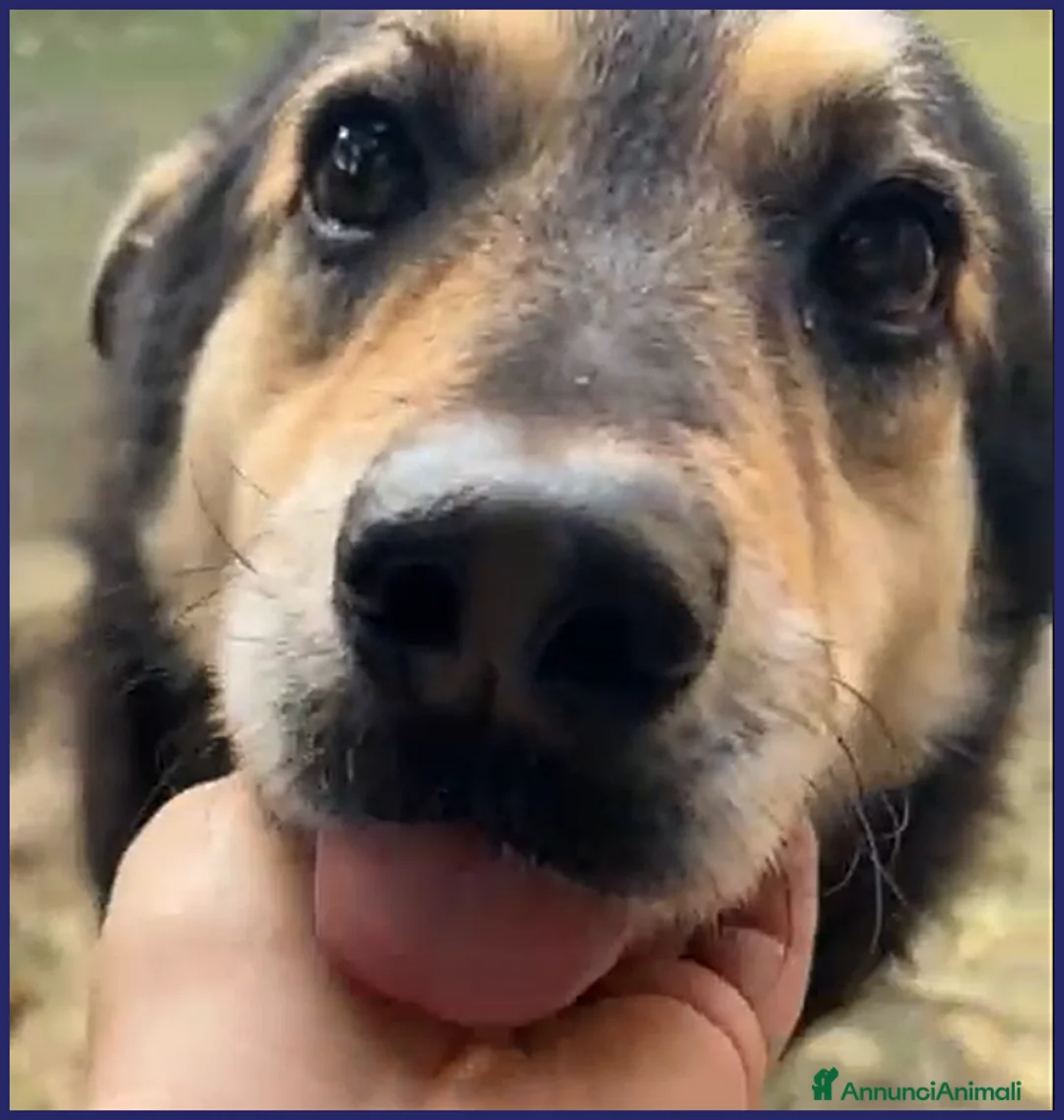 Meticcio cani in regalo: ADOZ D'AMORE X PONCHO 8 ANNI E MEZZO IN CANILE DA a Genova - Annuncio 3